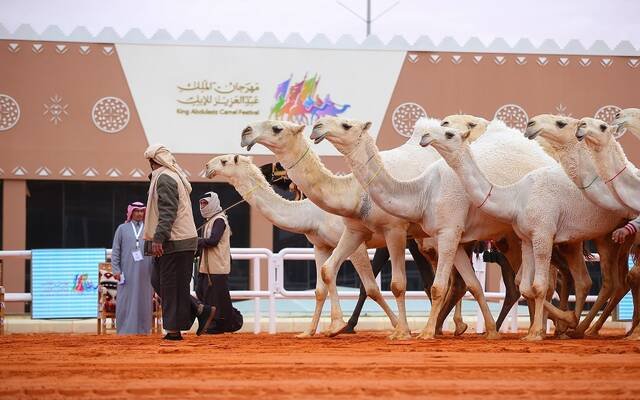 تزايد الطلب يرفع أسعار الشعل 70% في “مهرجان الملك عبدالعزيز للإبل”
