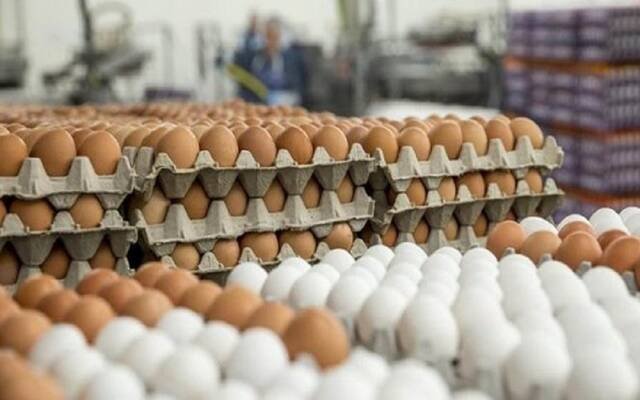 زيادة أسعار البيض في أمريكا بعد تفشي إنفلونزا الطيور